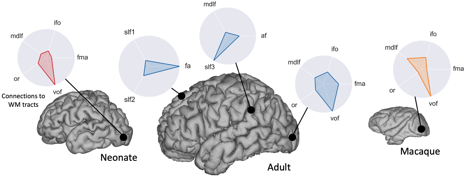 Connectivity across diverse brains